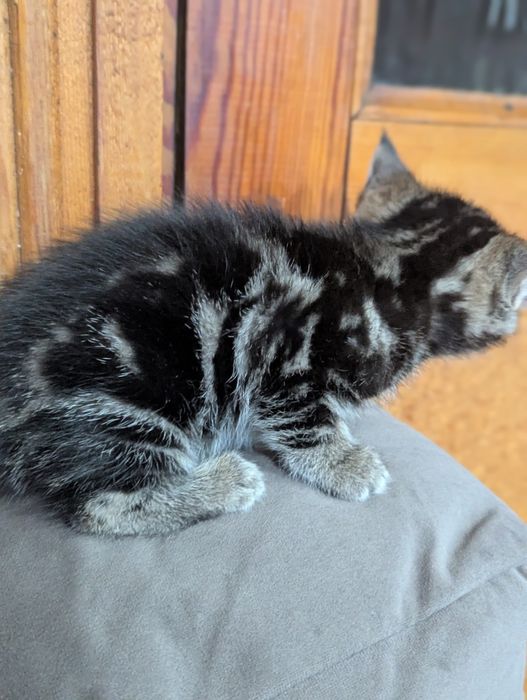 Отдам двух котят