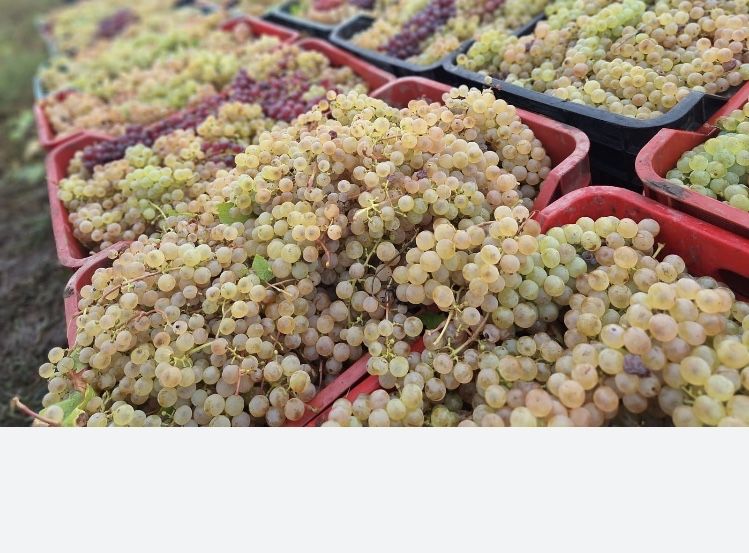 Vand struguri de vin am toate soiurile