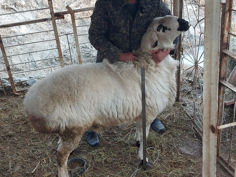 Кучкор сотилади зотга
