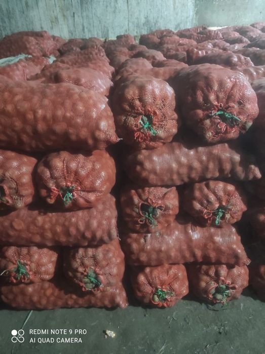 Картофель семена сорт Удача 150