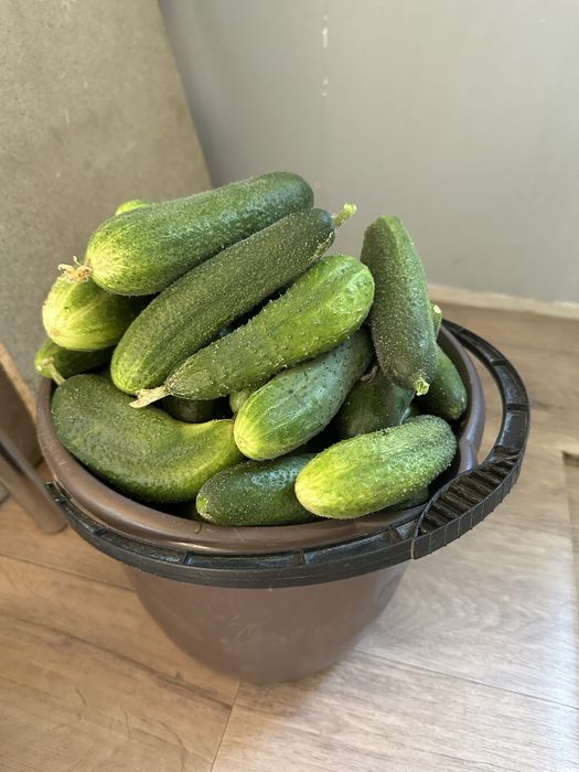 Продам свежие огурцы