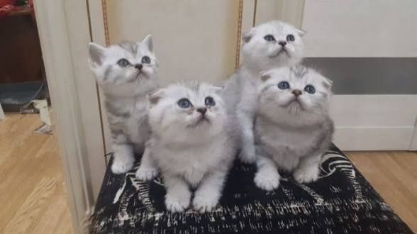 Серебристая шиншила