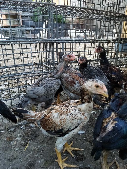 Даканы цыплята продам