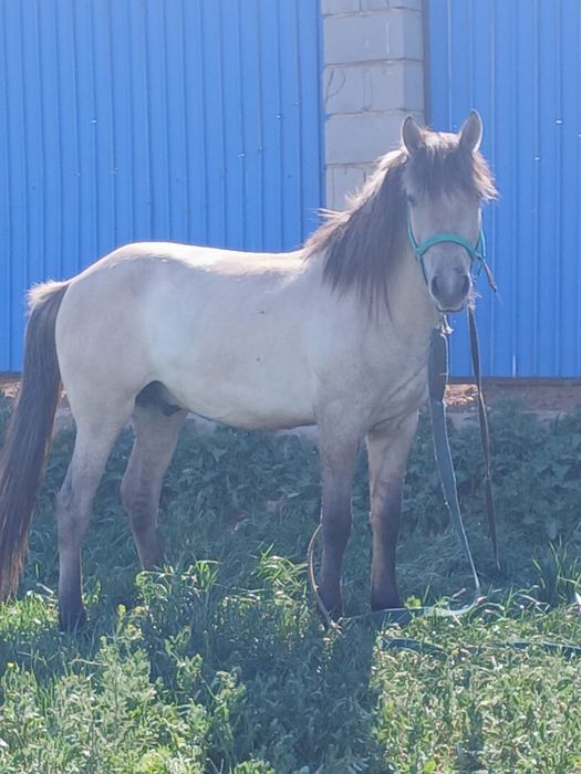 Продам красавца коня