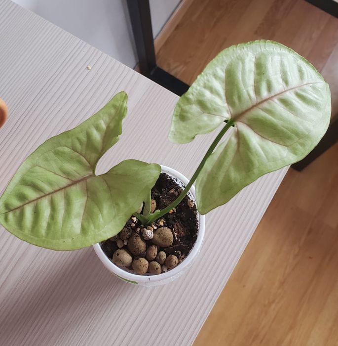 Сингогиум манго и шоколадка укорененые