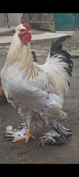 Cocoș brahma moțat