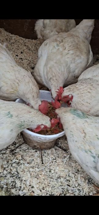 Броллер Товуклар Курицы 5,5- 6-кг