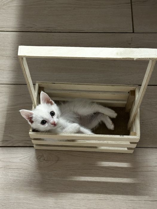 Котик, примерно 2-3 месяца