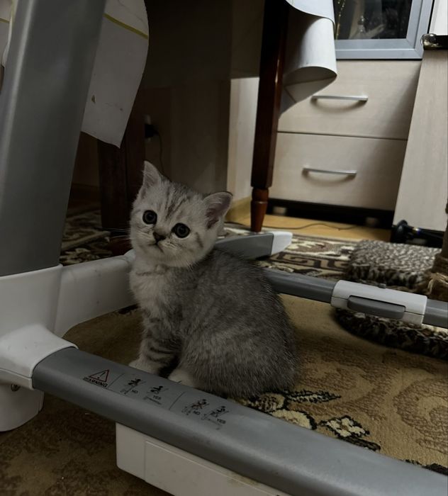 Продам шотландских котят
