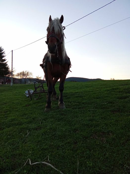 Armăsar de cinci ani!