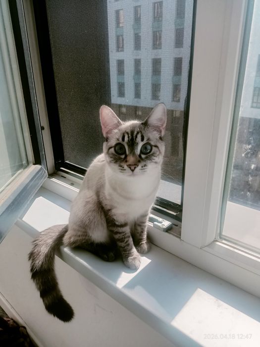 Срочно отдам котенка девочка