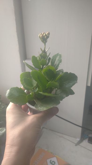 Продам каланхоэ цветущий