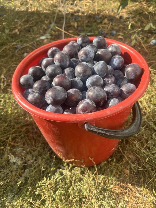 Продам тёрн, 1 ведро. Свежий урожай.