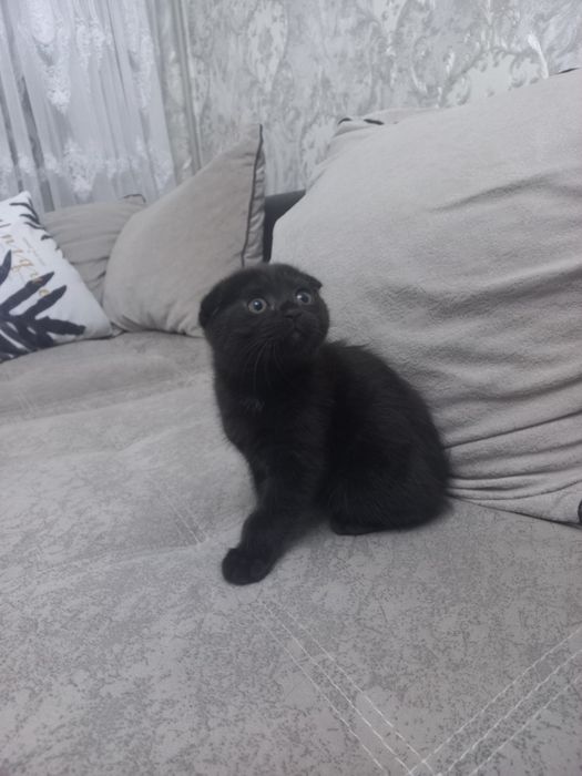 Котята шотландские