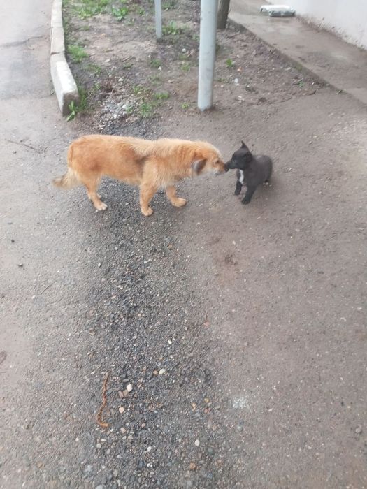 Отдам щенка (девочку) в добрые руки