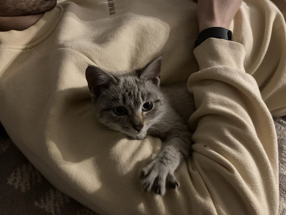 Котенок-девочка табби пойнт