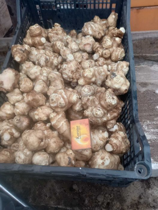 De vanzare topinambur