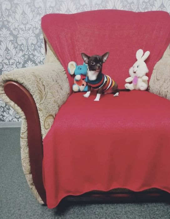 Готово к продаже чихуахуа мальчик