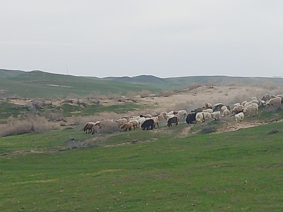 Капшагайе продам фазенда кха