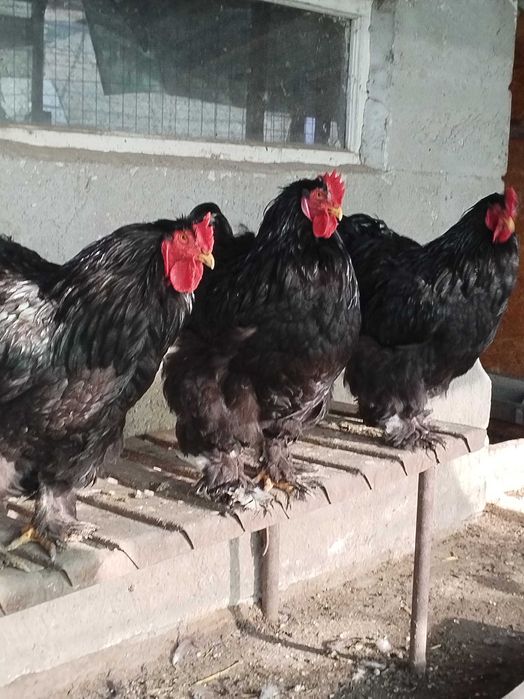 Cocosi cochinchina urias