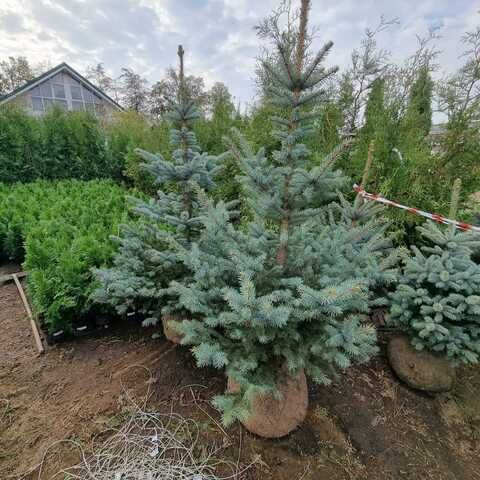 ель голубая ёлка сосна кедр берёза липа дуб саженцы