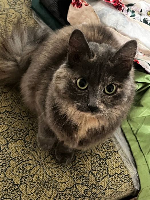 Отдам кошку в хорошие руки