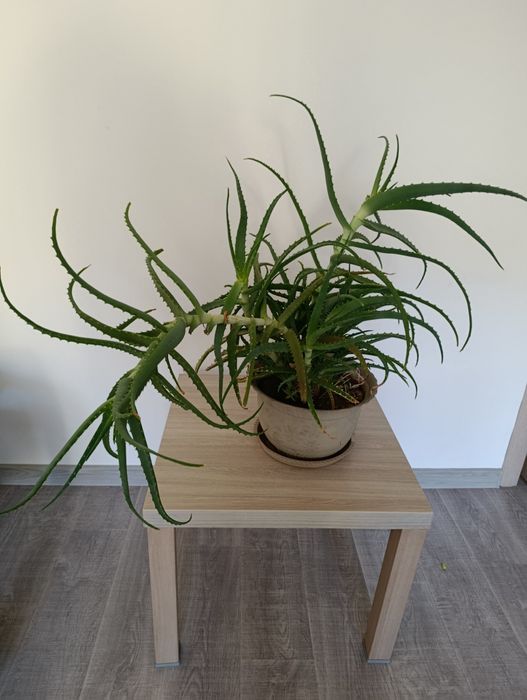 Десятилетнее Алоэ столетник