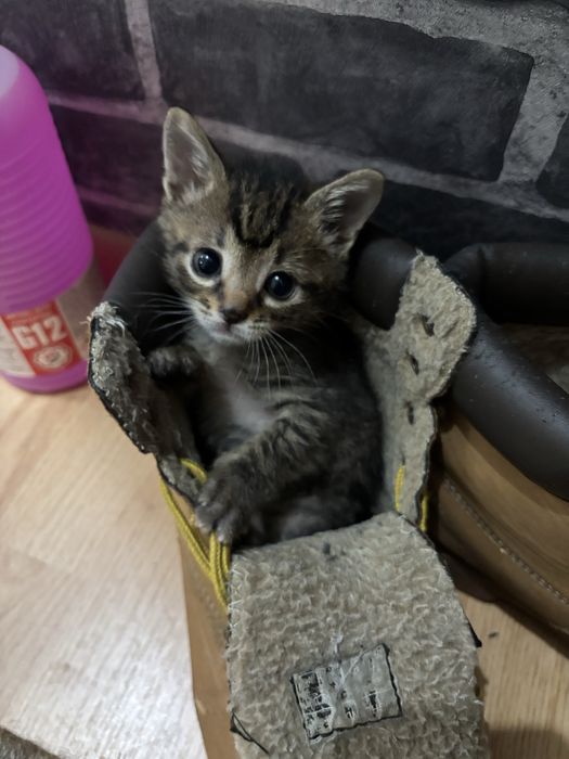 SPRE ADOPTIE pui de pisica