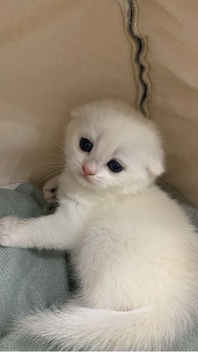 Продам золотушек шиншиллят