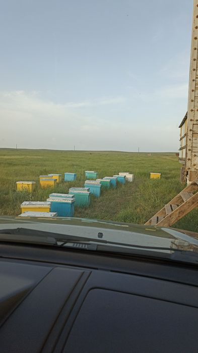 Мёд горный натуральный