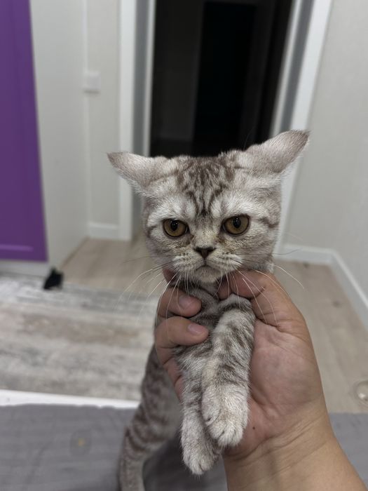 Кошка продам Батыс 2 ……