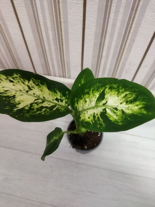 Комнатные цветы в ассортименте