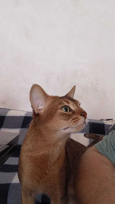Абиссинский кот на вязку