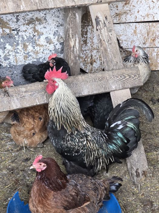 Продаётся петух.