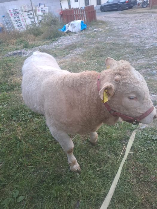 Vând vitei de 6 luni