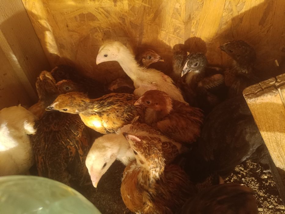 Цыплята   цыплята