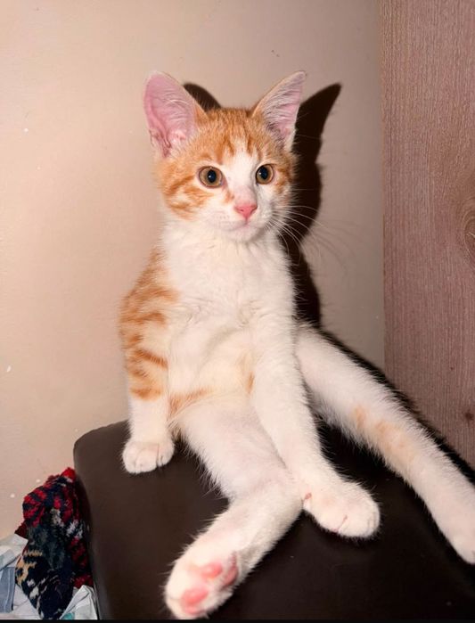 Алматы.Котенок ,мальчик