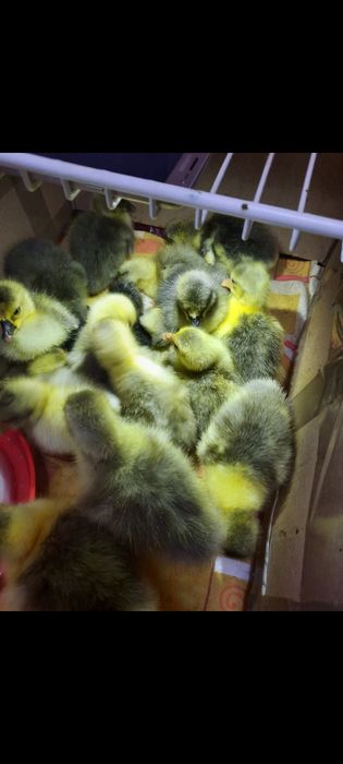 Vand ouă și boboci de găsca