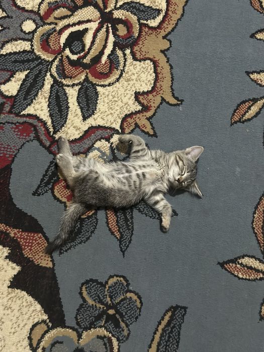 Отдаються котята в добрые руки