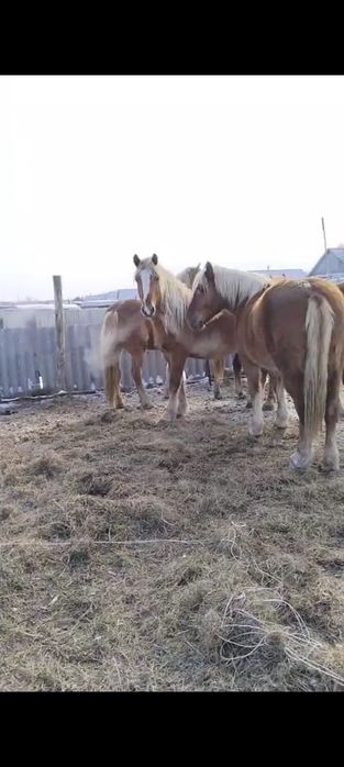 Продам тяжных жерёбых кобыл