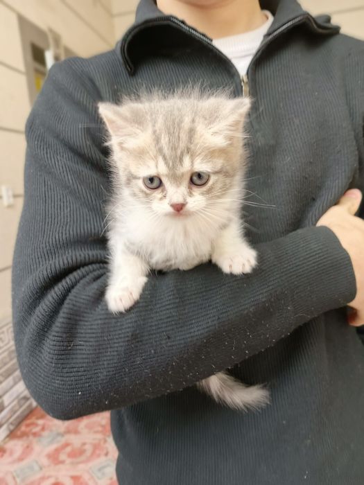 Sotiladi Shorthair mushuklar