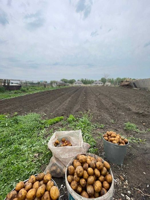 Продам дом в селе Петропавловка