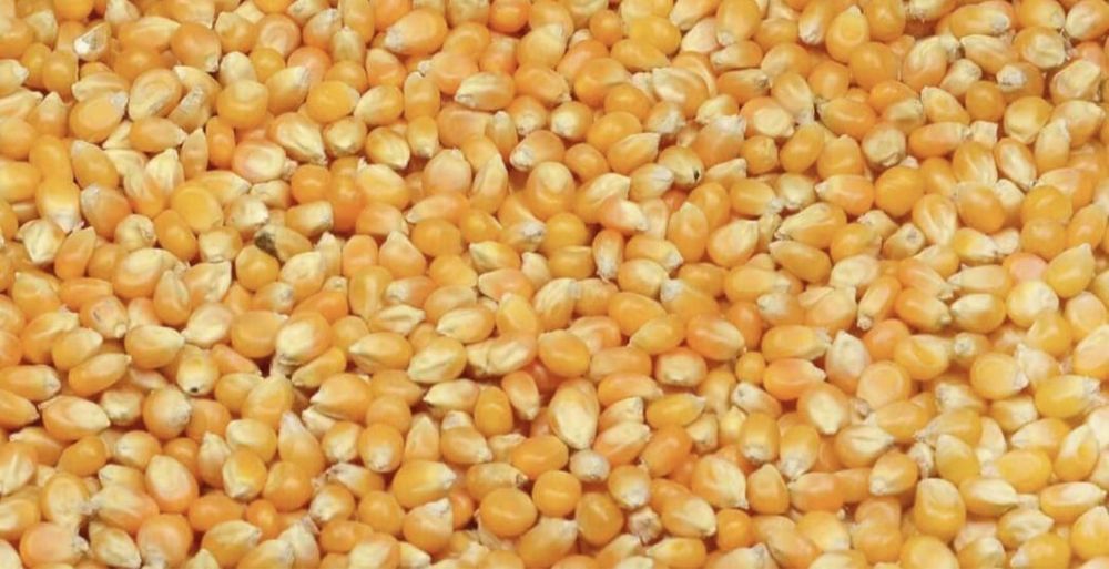 Porumb boabe sfărâmat Diosig