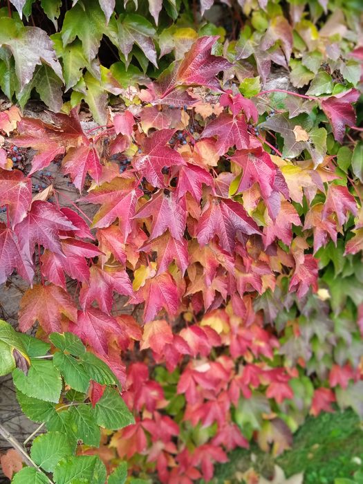 Дивичий виноград - Вичи