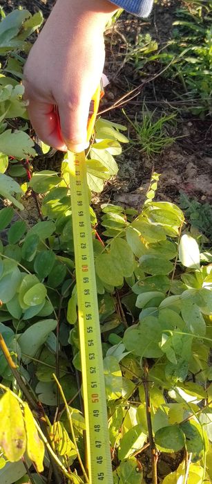 Puieti forestieri salcâm frasin carpen fag mesteacăn