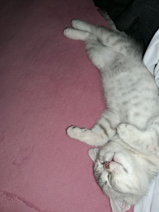 Котенок милый маленький
