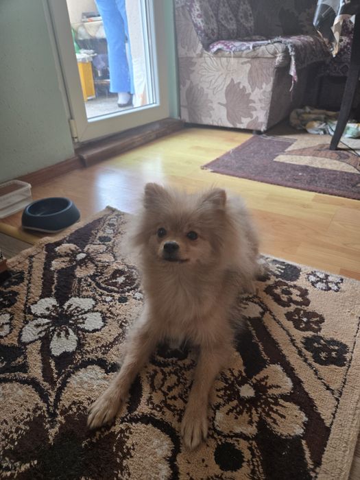 Продавам  мини шпиц