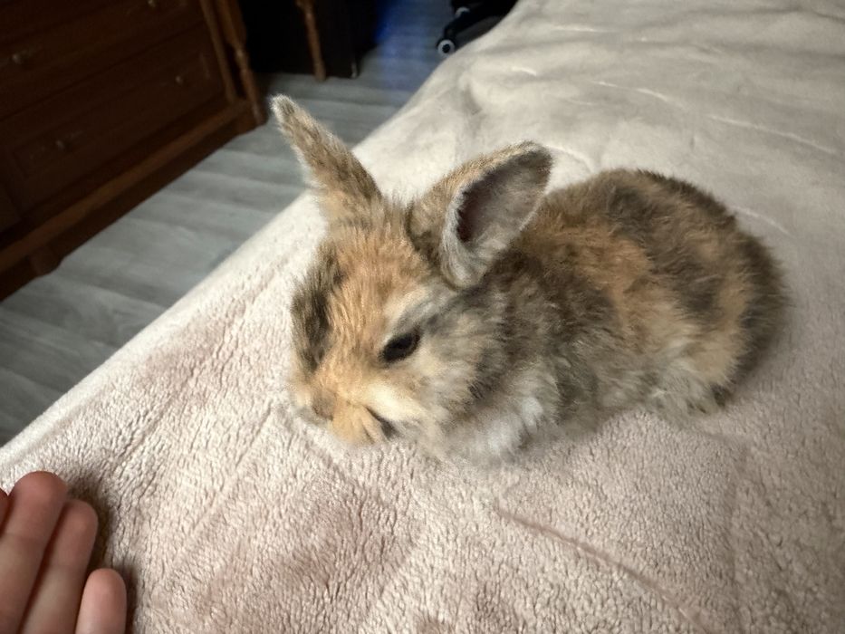 Декоротивные крольчата