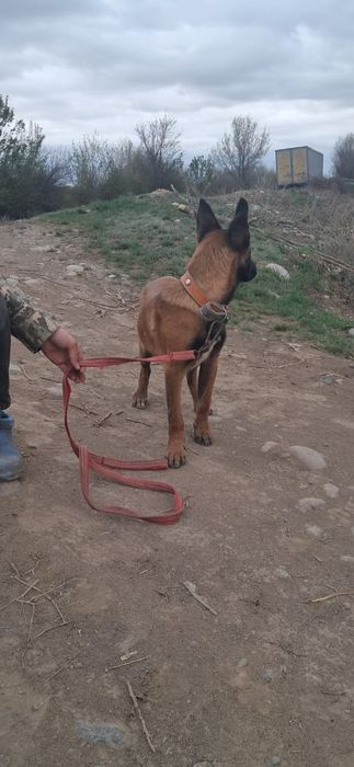 Белгиская окарачка