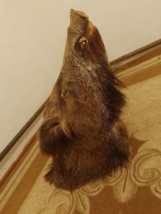 Телевизор, қабаның басы